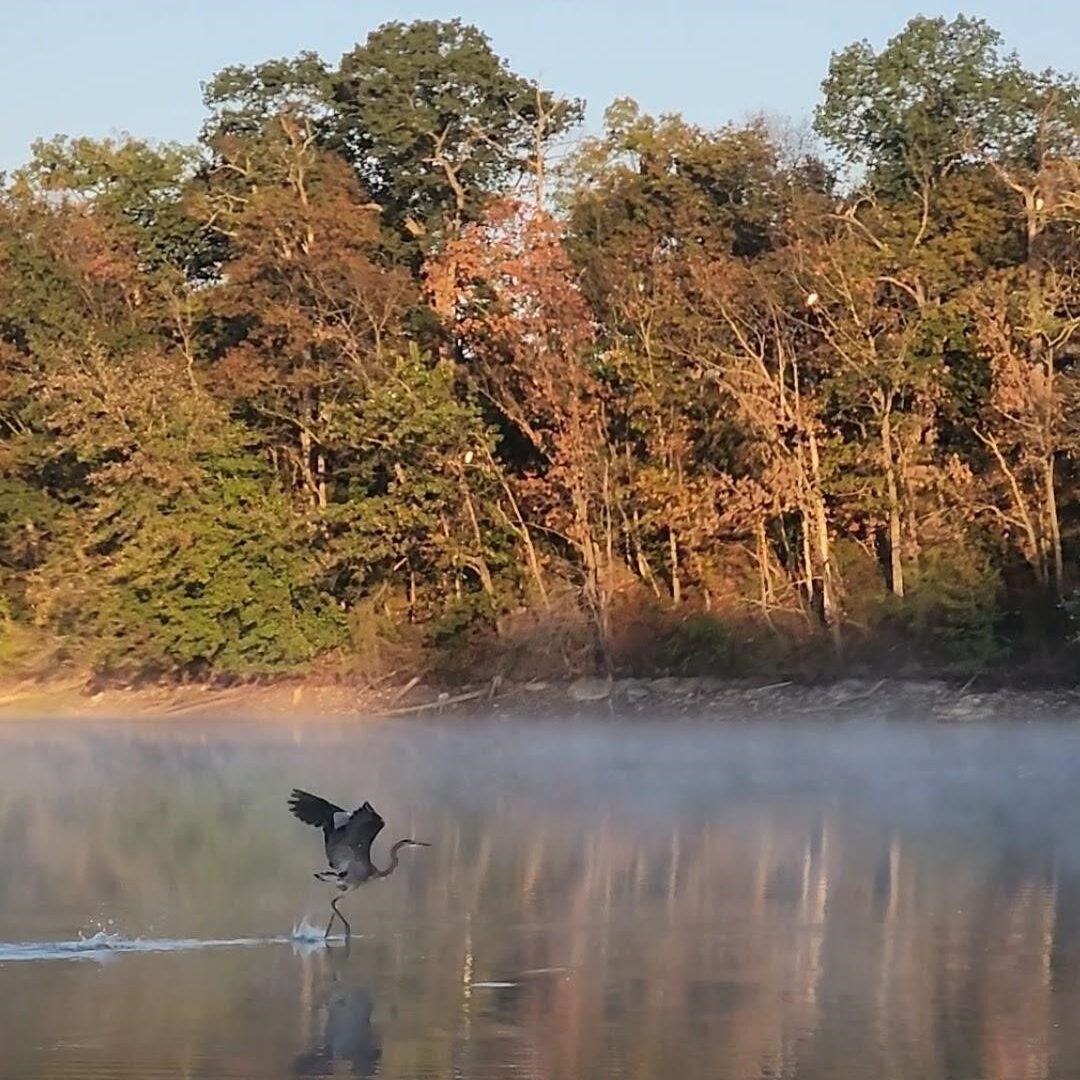 Birds Flying Over Lake Redman